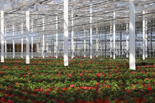 光明超級工廠 花博會背后的“?！睔馀c花卉銷售新篇章