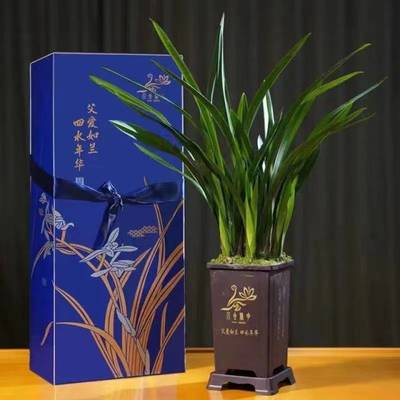 父愛如蘭 一束芬芳里的深情，花農笑顏中的豐收